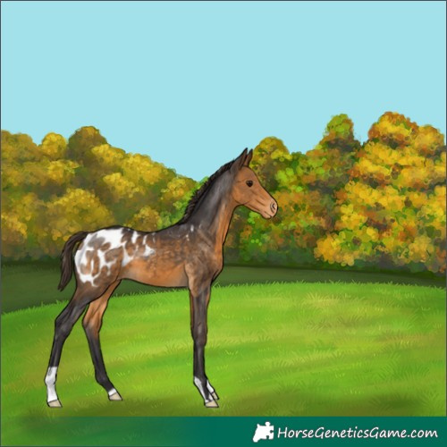Horse Color:Buckskin Blanket