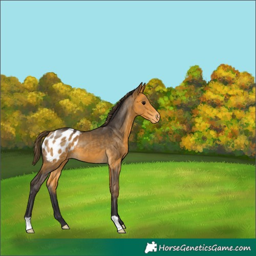 Horse Color:Buckskin Appaloosa 