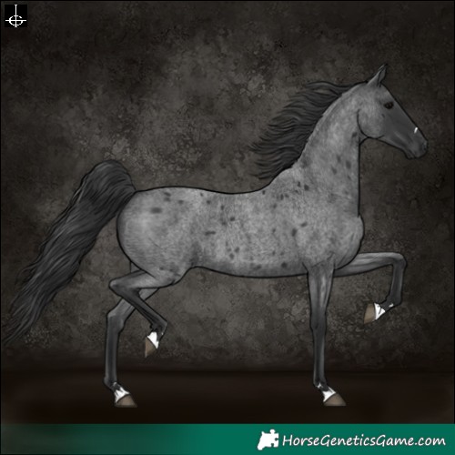 Horse Color:Blue Roan 