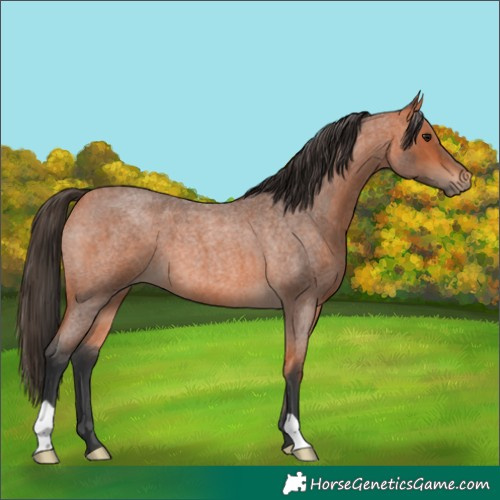 Horse Color:Bay Roan 