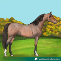 Horse Color:Bay Roan 