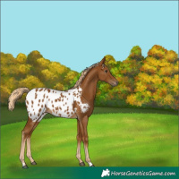 Horse Color:Gray Palomino Blanket