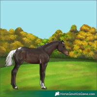 Horse Color:Silver Brown Tobiano