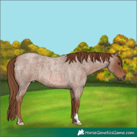 Horse Color:Red Roan 