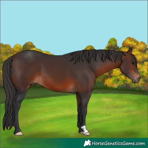Horse Color:Brown 