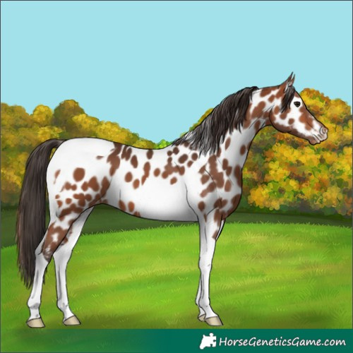 Horse Color:Bay Tobiano Near Leopard 