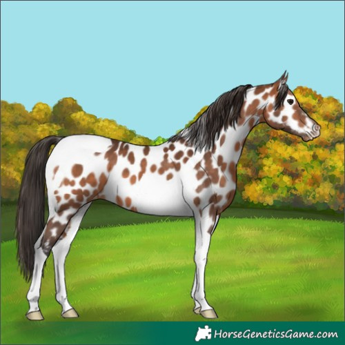Horse Color:Bay Tobiano Appaloosa 