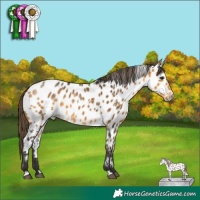 Horse Color:Buckskin Appaloosa 