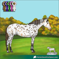 Horse Color:Buckskin Appaloosa 