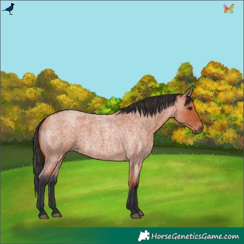 Horse Color:Bay Roan 