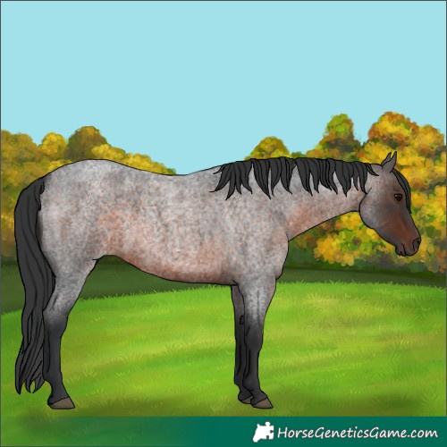 Horse Color:Brown Roan 