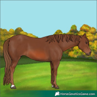 Horse Color:Chestnut 