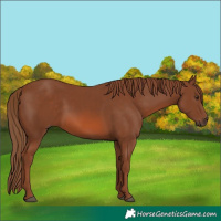 Horse Color:Chestnut 