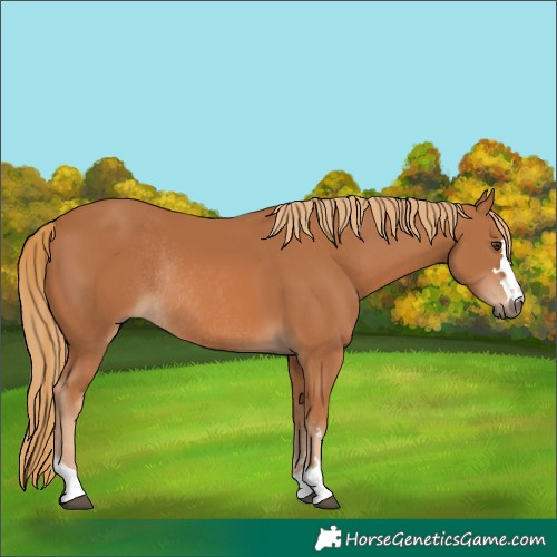 Horse Color:Chestnut Rabicano