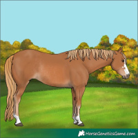 Horse Color:Chestnut Rabicano 