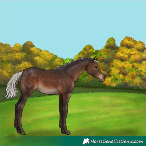 Horse Color:Silver Brown 