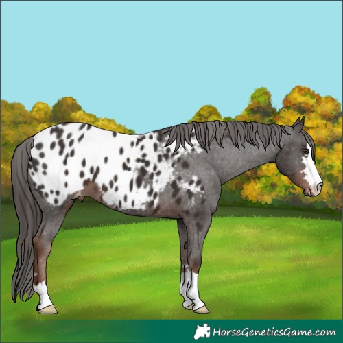 Horse Color:Liver Chestnut Blanket