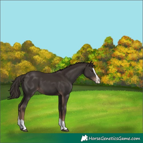 Horse Color:Liver Chestnut Splash