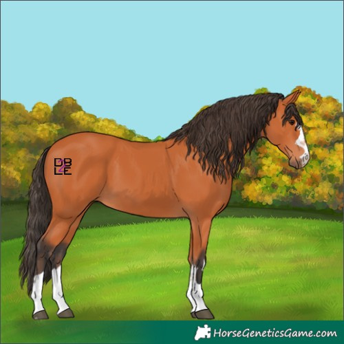 Horse Color:Bay 
