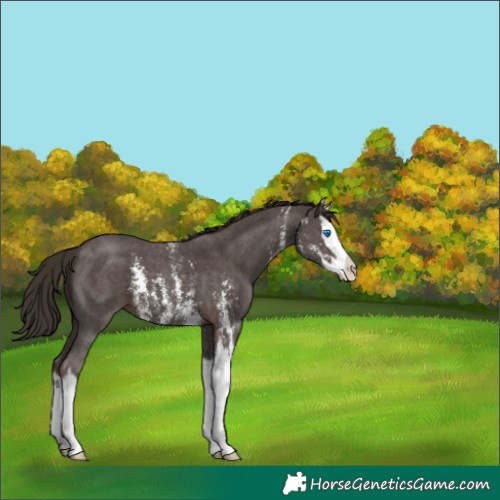 Horse Color:Liver Chestnut Sabino Splash