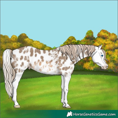 Horse Color:Chocolate Palomino Sabino Splash Near Leopard