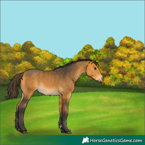 Horse Color:Buckskin 