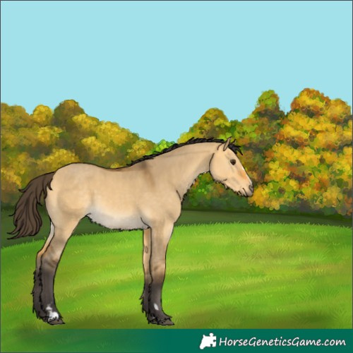 Horse Color:Buckskin Dun 