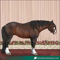 Horse Color:Liver Chestnut Rabicano 