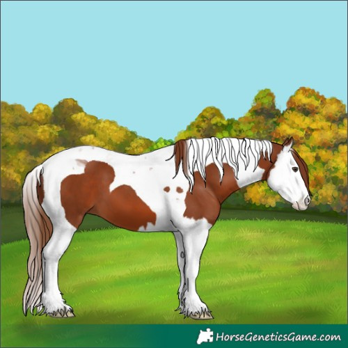 Horse Color:Chestnut Splash Tobiano