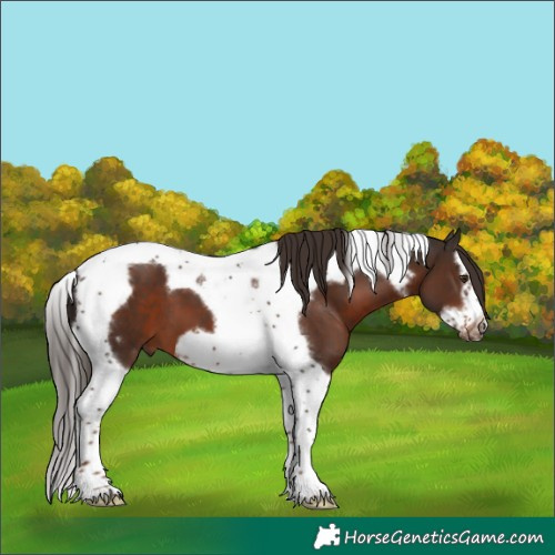 Horse Color:Liver Chestnut Splash Tobiano Frame 