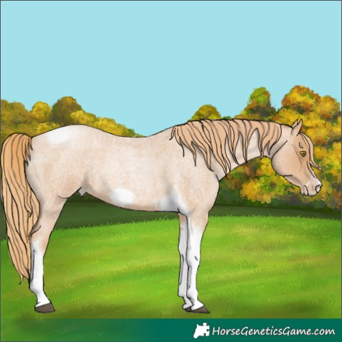 Horse Color:Red Roan Pearl Tobiano Frame 