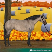 Horse Color:Brown Dun 