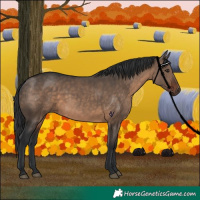 Horse Color:Brown Dun 