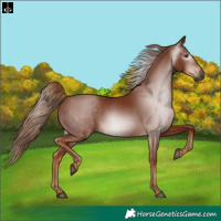 Horse Color:Gray Chestnut 