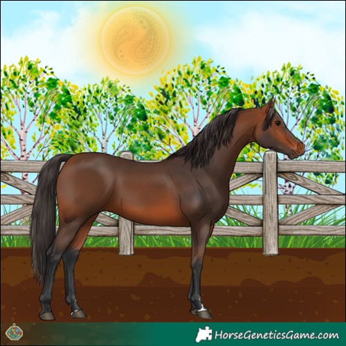 Horse Color:Bay 