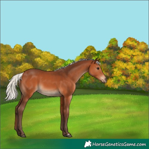 Horse Color:Silver Brown 