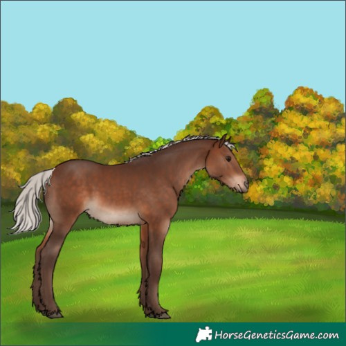 Horse Color:Silver Bay