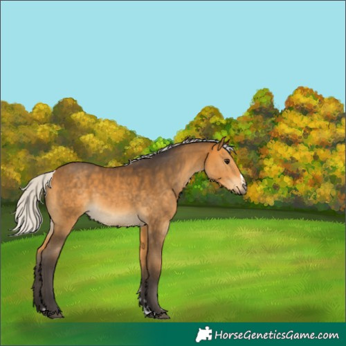Horse Color:Silver Buckskin