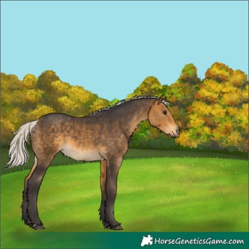 Horse Color:Silver Buckskin 