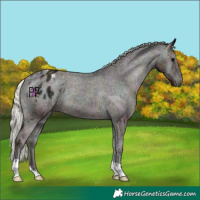 Horse Color:Midnight Silver Blue Onyx Appaloosa
