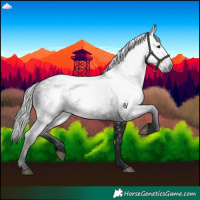 Horse Color:Gray Black 