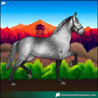 Horse Color:Gray Black 