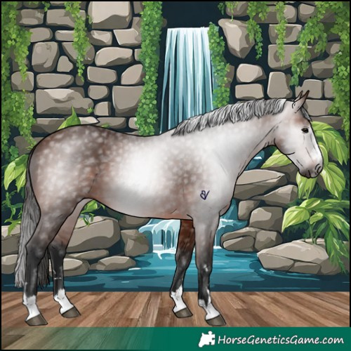 Horse Color:Gray Bay 