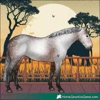 Horse Color:Gray Bay 