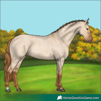 Horse Color:Red Dun Roan 