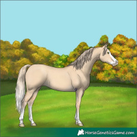 Horse Color:Gold Champagne Dun Splash 