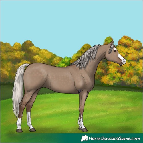 Horse Color:Silver Grullo