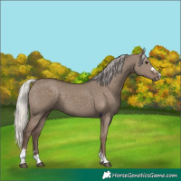 Horse Color:Silver Grullo 