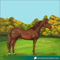 Horse Color:Chestnut 