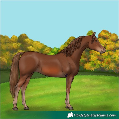 Horse Color:Chestnut 